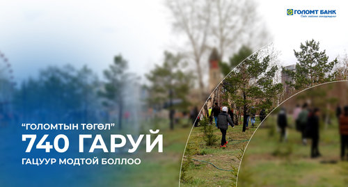 “Голомтын төгөл” 740 гаруй гацуур модтой боллоо